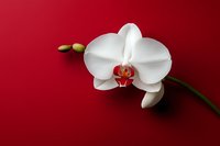 White phalaenopsis orchid with buds on a rich red background, elegant floral composition for greeting cards, invitations, and decor.
