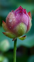 Pink lotus bud with water droplets on petals against blurred green background, symbolizing purity and rebirth in wellness and spiritual contexts.