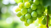 Fresh green grapes cluster on grapevine with soft bokeh background in sunlight. Natural organic produce growing in vineyard. Macro view of ripe fruit.
