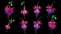 Fuchsia flowers set with pink and purple blooms, isolated on transparent background. Great for t-shirt design, stickers, clipart, sublimation, and print on demand.