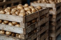 Fresh harvested potatoes in wooden crates stacked in storage warehouse, selective focus on rustic farm produce boxes showing natural organic vegetables.