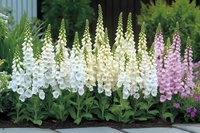 Delicate white and pink foxglove flowers blooming in summer garden border, tall spikes of bell-shaped blossoms against green foliage create romantic cottage garden display.