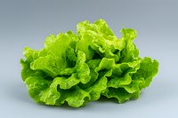 Fresh green lettuce leaf with curly edges and crisp texture isolated on gray background, ready for food design and healthy eating concepts.