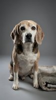 Senior beagle dog sitting on gray blanket against neutral background, mature canine portrait for pet care and veterinary content.