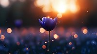 Purple tulip flower blooming at sunset with warm golden bokeh lights creating dreamy atmospheric background for spring garden concepts.