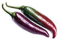 Fresh purple and red chili peppers with water drops on white background, macro photography showing glossy surface and natural texture. Isolated food.