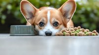 Adorable Pembroke Welsh Corgi puppy with big blue eyes looking at camera next to food bowl and dry kibble on gray surface against blurred green background.