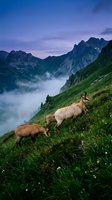 Mountain goats grazing on alpine meadow slopes with dramatic peaks and morning mist in valley below during golden hour sunrise for nature photography.
