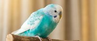 Cute blue and white budgie perched on wooden branch against blurred beige curtain background, suitable for pet care, animal wellness, and avian content.