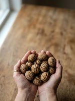 Hands holding pile of walnuts in shells on wooden floor with white trim visible, overhead view for food, nutrition, healthy eating, and organic ingredient concepts.