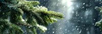 Evergreen pine branches with falling snow in winter forest, sunlight streaming through trees creating magical atmosphere.