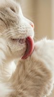 Close-up of a cream-colored cat yawning with mouth wide open and pink tongue visible. Suitable for pet care, veterinary, and animal behavior content.