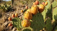 Prickly pear cactus with ripe yellow and orange fruits growing in a sunny desert landscape among rocks and dry vegetation.