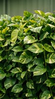 Lush green pothos plant with variegated leaves growing indoors, tropical houseplant foliage perfect for home decor and botanical design projects.