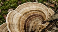 Bracket fungi growing on tree trunk displaying natural concentric rings and earthy brown tones in forest environment for nature and mycology content.