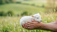 Young white lamb resting in human hands against green pasture background, symbolizing care, agriculture, and animal husbandry for farming and rural lifestyle concepts.