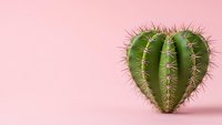 Heart-shaped cactus with sharp spines on soft pink background. Minimalist botanical concept for love, relationships, and Valentine's Day designs.