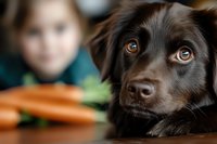 Adorable brown Labrador retriever with expressive eyes looking up while lying near fresh carrots, selective focus on dog face against blurred background.