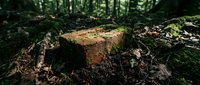 Moss-covered fallen log decomposing on forest floor surrounded by leaves and natural woodland debris in green summer environment.