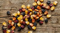 Colorful mixed dried corn kernels scattered on rustic wooden background for autumn harvest decoration and natural food ingredient displays.