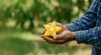 Farmer holding fresh yellow starfruit in palm against blurred green orchard background, showcasing organic harvest and agricultural produce for farming and food industry use.