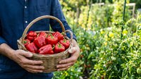 Farmer holding wicker basket filled with fresh red bell peppers in vegetable garden, harvest time agriculture and organic farming concept.