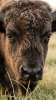 Close-up portrait of a dark brown bison with thick, shaggy fur and prominent horns, grazing on grass in natural grassland habitat for wildlife and nature content.