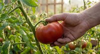 Senior gardener hand picking fresh ripe red tomato from vine in organic vegetable garden greenhouse for healthy homegrown harvest and sustainable farming.
