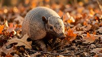 Armadillo foraging among colorful autumn leaves in natural habitat during fall season wildlife photography.