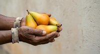 Hands holding fresh golden pears, agricultural harvest and farming concept for food production, agriculture, and sustainable farming industry use.