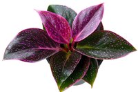 Spotted pink and green tropical plant with star-shaped leaves isolated on white background. Decorative houseplant showing detailed texture and natural pattern.