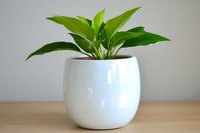 Fresh green peace lily plant with glossy leaves growing in modern round white ceramic pot on wooden surface against neutral wall background.