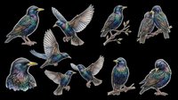 Starling birds collection with iridescent plumage isolated on transparent background, ready for t-shirt design, clipart, stickers, sublimation and print-on-demand projects.