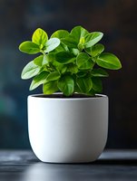 Fresh green peperomia plant with glossy leaves growing in modern white ceramic pot against dark background, minimalist home decor and houseplant styling.