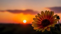 Orange daisy flower blooming at golden hour sunset with warm sky colors and soft natural lighting for peaceful nature backgrounds and wellness concepts.