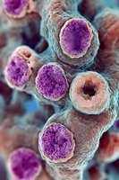 Microscopic view of bacterial cells in purple and coral colors against turquoise background, showing detailed cellular structure for medical and scientific visualization.