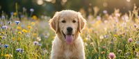 Golden retriever with light cream coat sitting in wildflower meadow during golden hour, surrounded by yellow and purple blooms, tongue out, ideal for pet, nature, and lifestyle content.