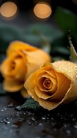 Fresh peach-colored roses with water droplets on dark background, macro photography showing delicate petals and dewdrops in soft romantic lighting.