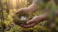 Hands gently holding bird nest with eggs in natural outdoor setting with warm sunlight filtering through green foliage for nature conservation concepts.