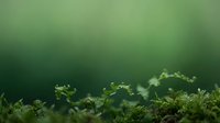 Green moss and small plants growing in soft natural light with blurred background for organic nature designs and environmental concepts.