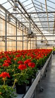 Commercial greenhouse with rows of red geranium flowers in black pots on rolling benches. Modern hydroponic farming facility for plant cultivation and nursery production.