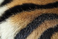 Close-up of tiger fur texture showing distinctive orange, black, and white striped pattern with fine hair detail.