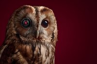 Tawny owl with camera lens eye on burgundy background representing surveillance technology and wildlife photography concepts for creative projects.