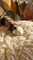 Tabby cat paw resting on soft cream wool blanket in warm sunlight creating cozy comfortable atmosphere for relaxation and home comfort concepts.