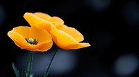 Vibrant orange poppies bloom against dark background, showcasing delicate petals and natural beauty in dramatic lighting for nature photography and floral art.