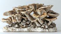Fresh oyster mushrooms growing in cluster on white substrate, natural organic fungi cultivation showing detailed gills and caps in beige and brown tones.