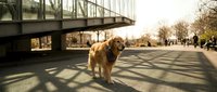Golden retriever standing on sunny urban pathway beneath metal bridge with pedestrians and bare trees in background during daytime outdoor recreation.