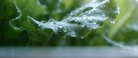Fresh green leaf with water droplets after rain, natural macro photography showing dewdrops on plant surface for organic and eco-friendly concepts.