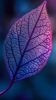 Vibrant pink and blue leaf skeleton showing delicate vein patterns and natural texture on dark background, macro photography highlighting intricate botanical details.