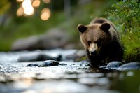 Young brown bear cub standing in shallow stream with smooth rocks, bokeh light effects in background, exploring wilderness during golden hour lighting.